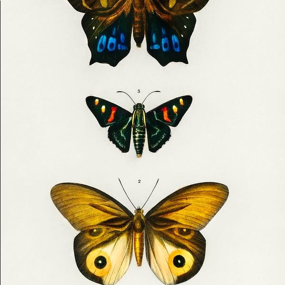 8 Framed Vertical Butterfly Prints - Picture 3 of 9